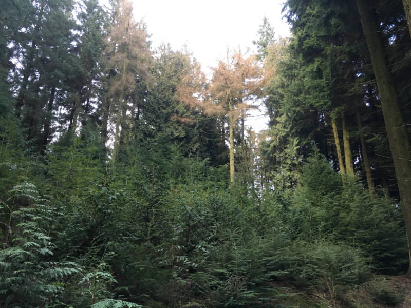 Creation Restocking Maintenance Tending footprint forestry woodland forest management sustainability