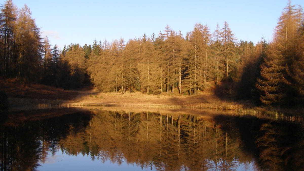 sssi footprint forestry woodland forest management sustainability christopher guest edward mills quality and productivity stability tree climate change biodiversity
