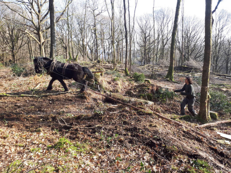 10 harvesting marketing footprint forestry woodland forest management sustainability christopher guest edward mills horse