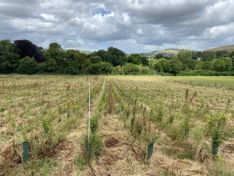 4 Establishment, Maintenance Tending footprint forestry woodland forest management sustainability christopher guest edward mills quality and productivity stability treeS