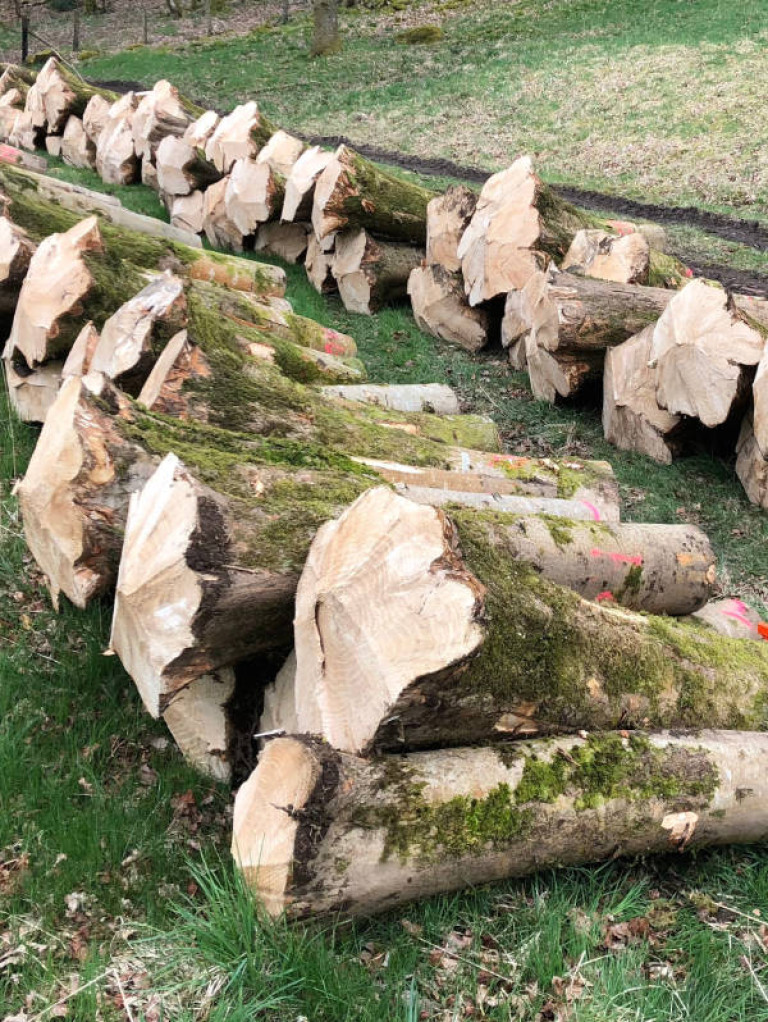 2 harvesting marketing start to finish footprint forestry woodland forest management sustainability christopher guest edward mills quality and productivity stability trees hurley