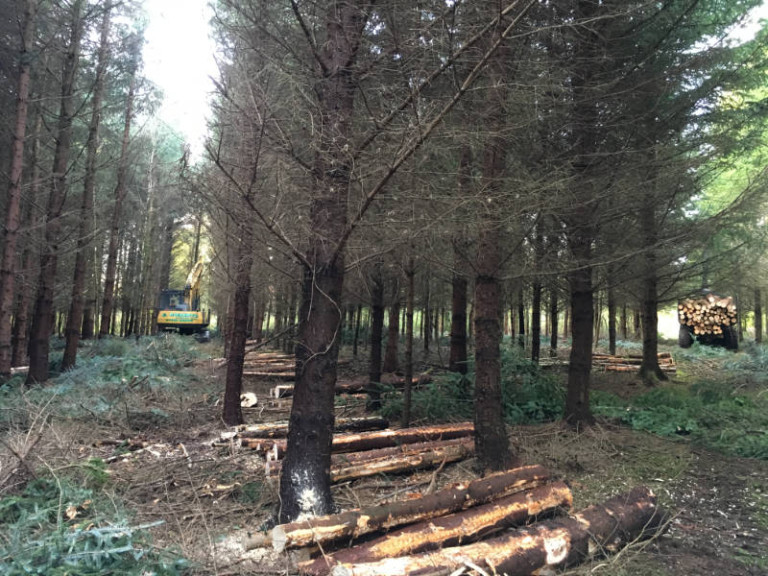 6 harvesting marketing footprint forestry woodland forest management sustainability christopher guest edward mills quality and productivity stability tree climate change biodiversity