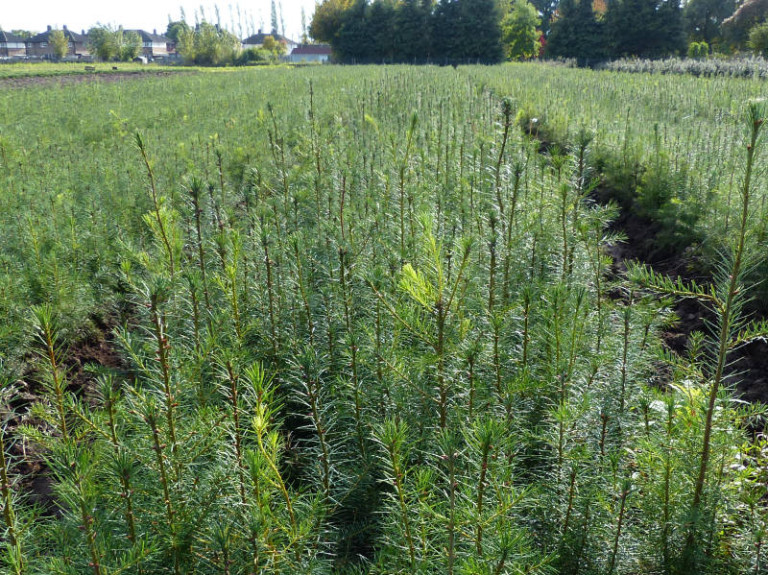 6 Establishment, Maintenance Tending footprint forestry woodland forest management sustainability christopher guest edward mills quality and productivity stability treeS