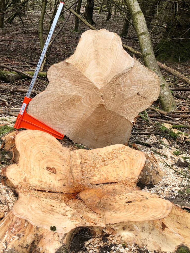 1 harvesting marketing start to finish footprint forestry woodland forest management sustainability christopher guest edward mills quality and productivity trees hurley
