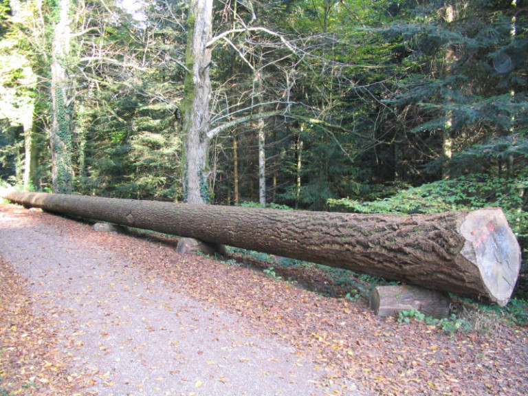 1 harvesting marketing footprint forestry woodland forest management sustainability christopher guest edward mills quality and productivity stability tree climate change biodiversity