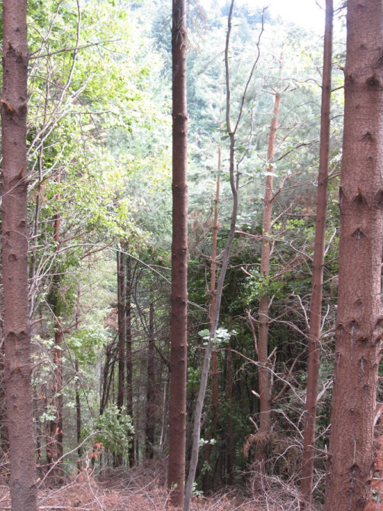 2 Establishment, Maintenance Tending footprint forestry woodland forest management sustainability christopher guest edward mills quality and productivity stability treeS