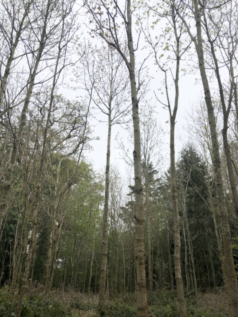 1 Establishment, Maintenance Tending footprint forestry woodland forest management sustainability christopher guest edward mills quality and productivity stability treeS