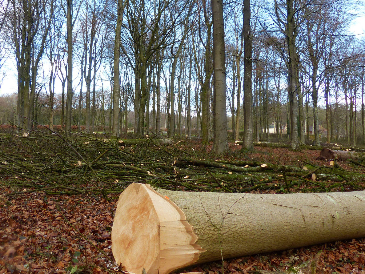 thinning 7 Felling licence application fontmell hill estate footprint forestry woodland forest management sustainability christopher guest edward mills