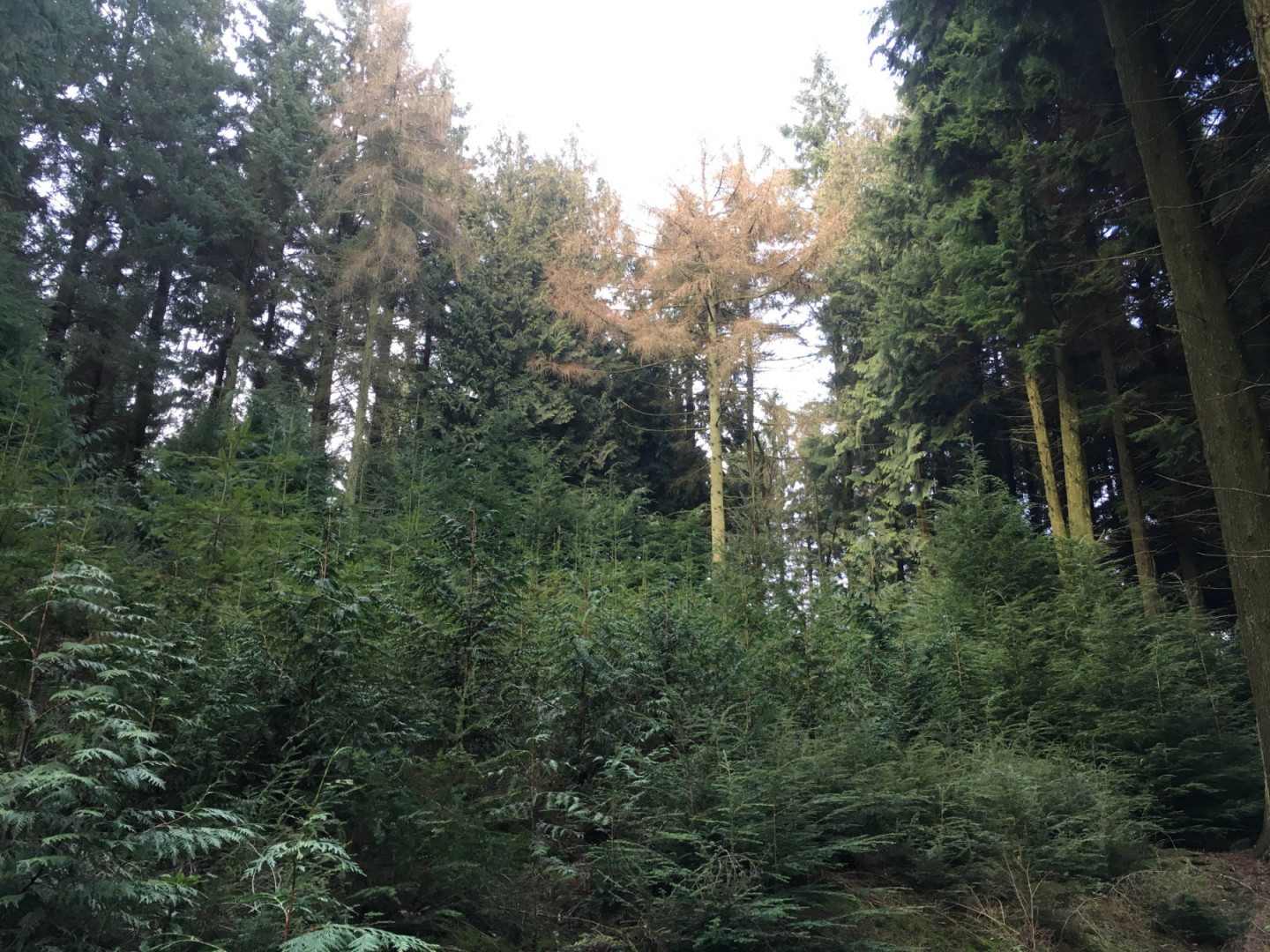 2 Creation Restocking Maintenance Tending footprint forestry woodland forest management sustainability