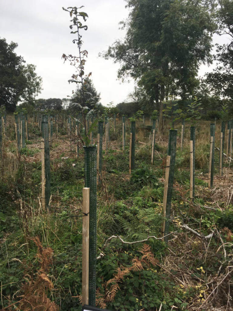 3 Establishment, Maintenance Tending footprint forestry woodland forest management sustainability christopher guest edward mills quality and productivity stability treeS