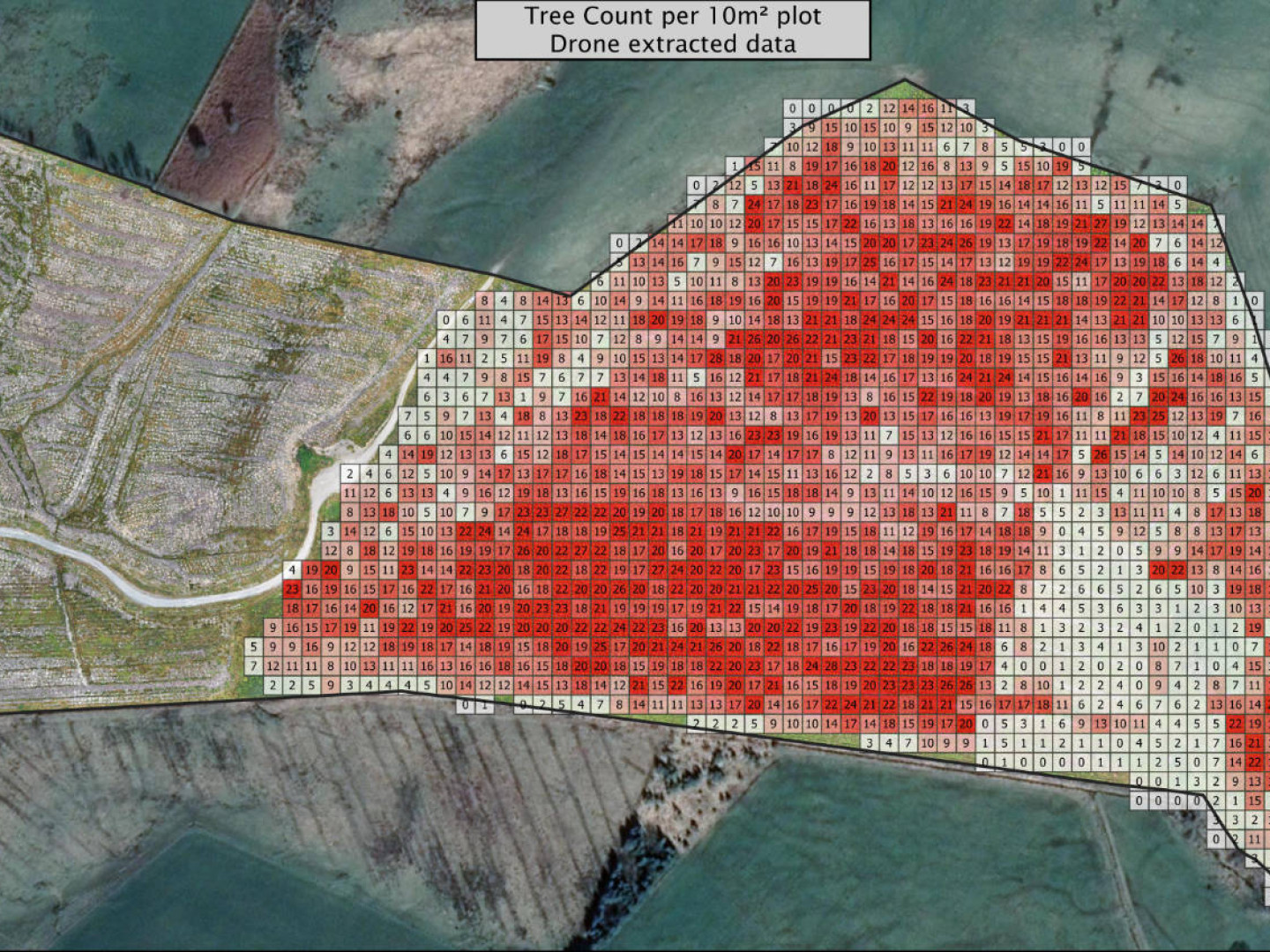 tree count drone-imaging-and-aerial-surveys Footprint forestry 2